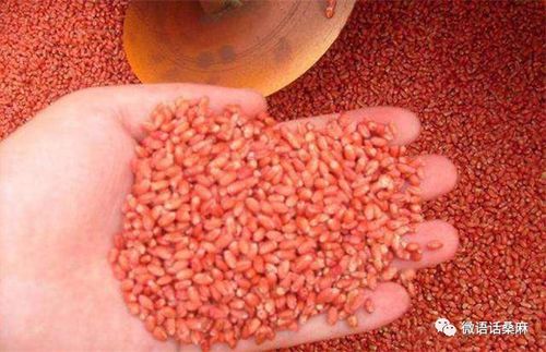 咯菌腈拌种剂的神奇效果