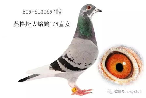 一只鹌鹑，月入三份