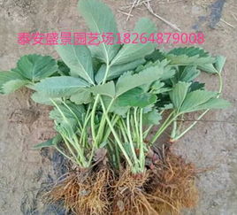 春秋季的奇妙之旅