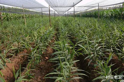 生姜种植时间是什么时候？如何科学种植才能提高产量