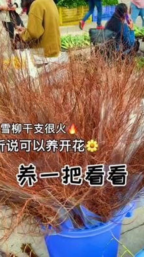 雪柳养护指南：枯枝雪柳的高效养殖技巧