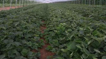 广西适合种植的花卉