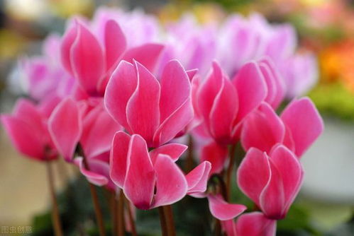 揭秘仙客来花语：色彩寓意全解析，解锁花卉魅力