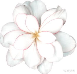 苹果摘袋后用药要注意啥？