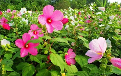 秋天菊花香，哪些花儿开得旺