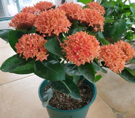 龙船花：路边那些红彤彤的