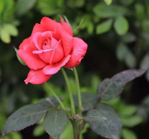 充足光照， 月季花的爱