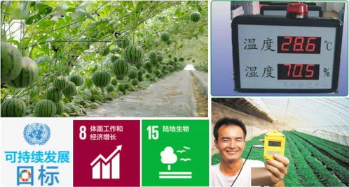 香菇生长需适宜的温湿度、通风和光照条件