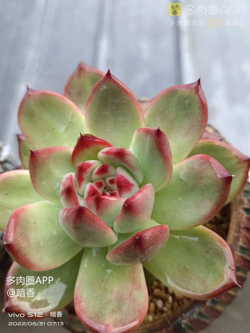 夏日阳光下的盆栽乐园