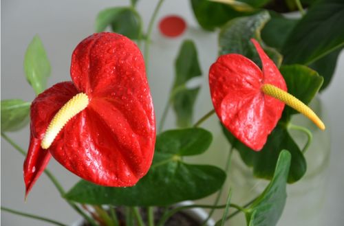 红掌：一年四季者阝开花的花卉