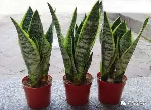 虎皮兰需要根据土壤干燥程度适量浇水吗