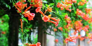 凌霄花的神奇之旅：从种子到花朵