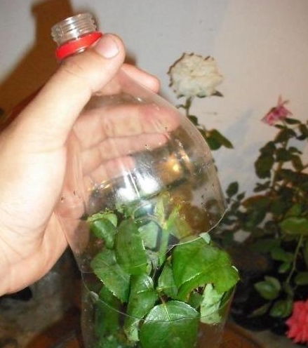 月季扦插：生根促进剂的使用小窍门