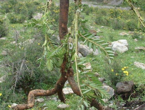 橡胶树同样如此