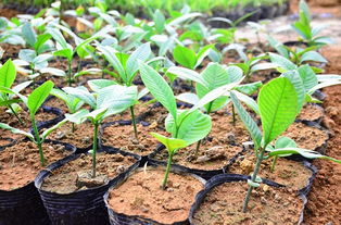 花卉放养秘籍：五要点助您成功培育珍稀鱼苗