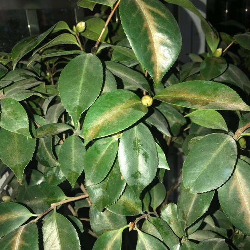 茶花叶子下垂？如何恢复生机