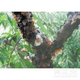 拉达克星：小心药害