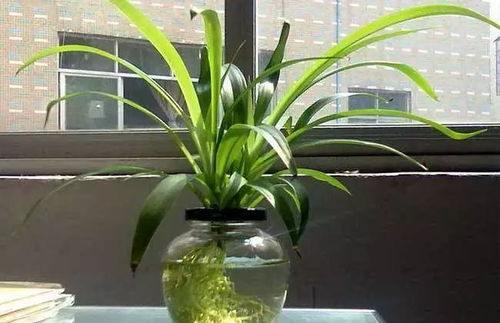 喜阴的花卉，让你感受自然之美