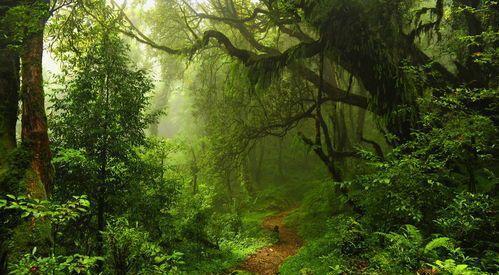 海檬果：东南亚移民的守护神