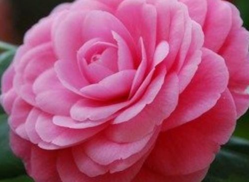 山茶花双：红艳似火