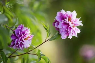 寒冬中的奇迹：北方露天花园的秘密