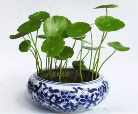 夏日炎炎，新手养花指南来啦！