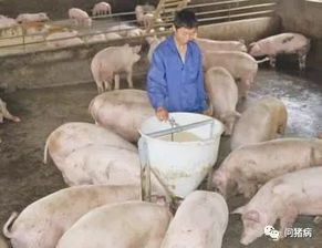 饲料中巧用糖，助力养殖增效益