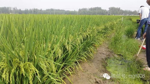 菜花种植，除草剂怎么选？