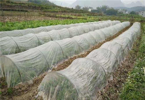 蔬菜种植中，起垄是指将土壤堆成高畦