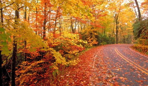 湖南秋天的美丽花树，你知道吗？