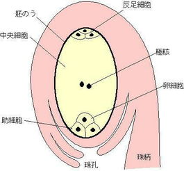 种子的结构：三合一