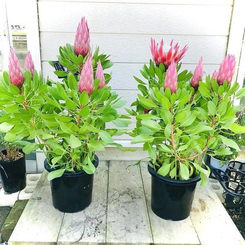 霸王花有毒，室内养护需谨慎