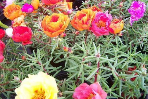 扦插小技巧分享