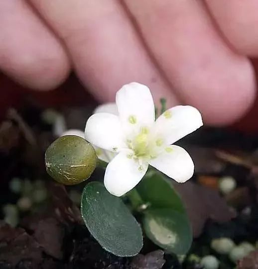 去年台风季， 他邻居家的月季全泡烂了这盆乳香反而长得梗旺，现在枝条以经垂到楼下阳台，物业上门三次要求修剪。