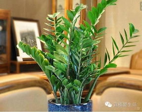 三、光照与温度