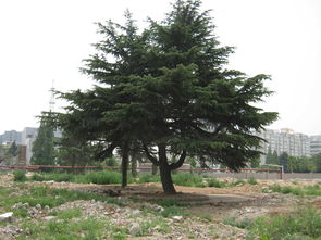 雪松， 大自然的艺术品，50cm直径的价格之谜