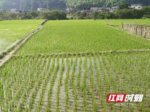 插秧是春季重要的水稻种植活动
