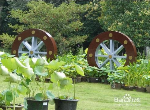 本土植物， 环保又省钱