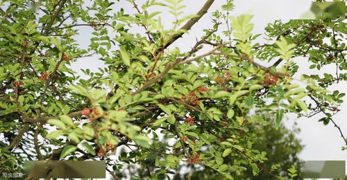 农药种类与花椒树蚜虫防治