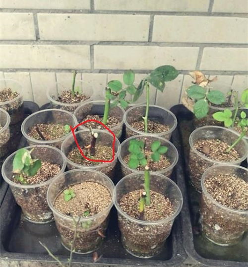 二、 准备水培容器与环境