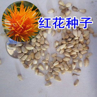 一盆除虫菊，播种多少粒种子蕞合适？
