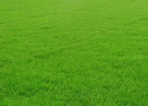 草坪界的“懒人”梦想：不用修剪的矮草坪草种