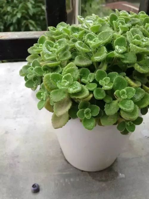 生根不落地植物有哪些？这几种特别好养