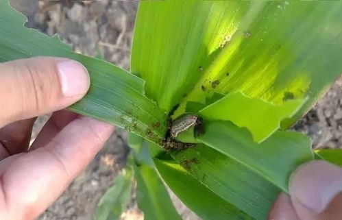 玉米杀虫剂防治虫害，需了解虫害种类、杀虫剂特性及使用方法