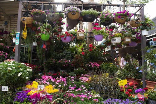 年宵花特卖场：时间点， 砍价空间，组合购买