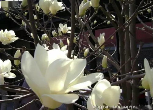 玉兰花朵闪耀，如何辨别各色芳华？