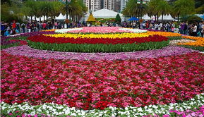 春日时光， 花草相伴