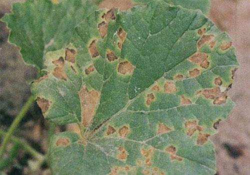 铜剂：抗菌小Neng手