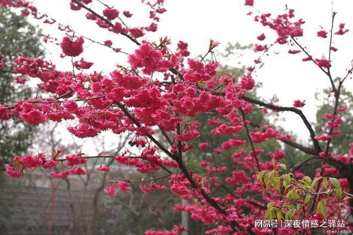 梅花：冬季里的“花魁”