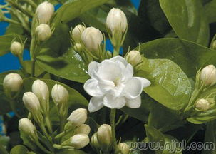 茉莉花如何快速干燥，使其干枯如初